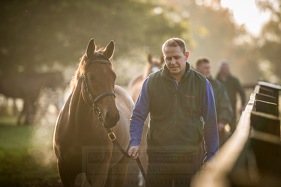 Goffs Orby 2015 -463