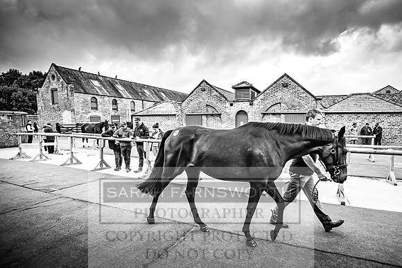 Goffs Yorton Sale 2022-16