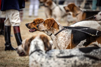 Honiton Hound Show 2022-10