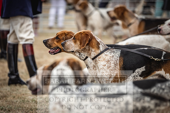 Honiton Hound Show 2022-10