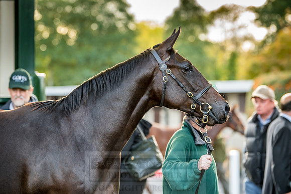Goffs Orby 2018 Day 1-359
