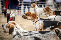 Honiton Hound Show 2022-14