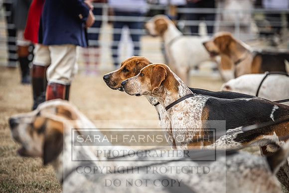 Honiton Hound Show 2022-14