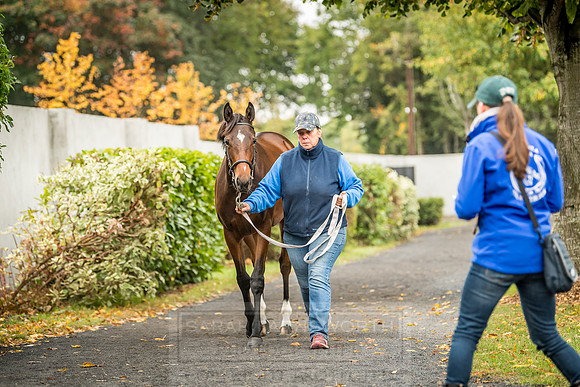 Goffs Orby 2018 Day 2-53