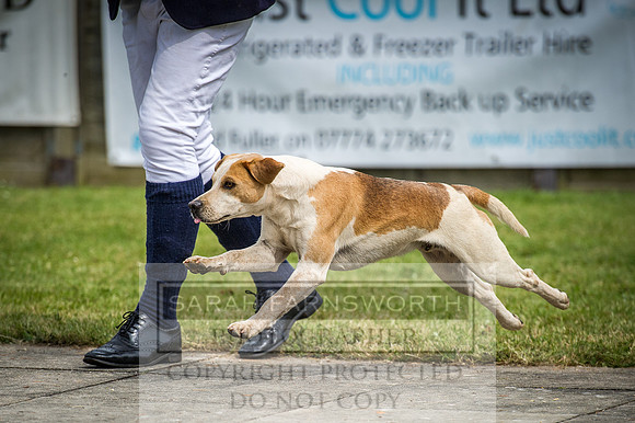 Ardingly Beagles 2016-11