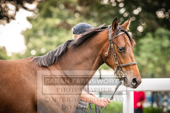 Goffs UK PY24-556
