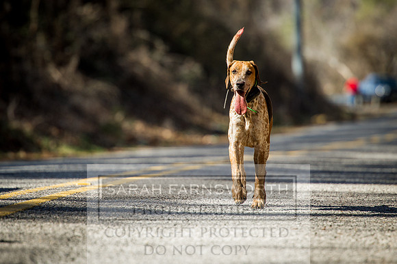 Mooreland Hunt-78
