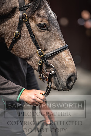 Goffs UK Spring Sale 2024-56