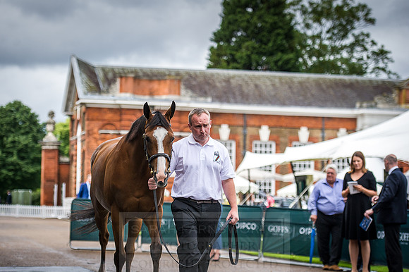 Goffs London Sale 2016-59