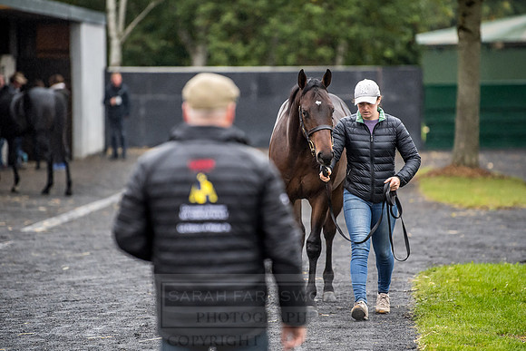 Goffs Orby 2018 Day 1-15
