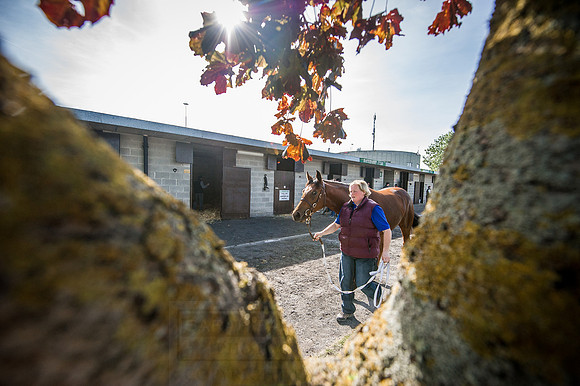 Goffs Orby 2015 -288