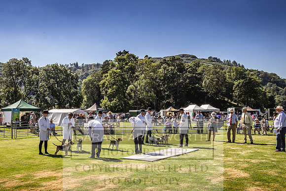 Rydal Hound Show 2022-165