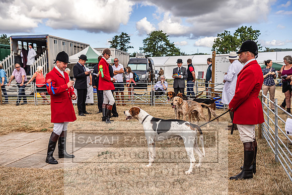 Honiton Hound Show 2022-29