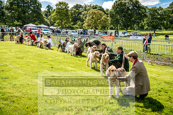 Lowther Hound Show 2017-62
