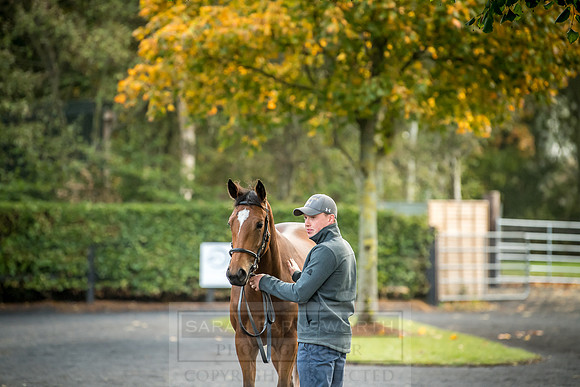 Goffs Orby 2018 Day 2-4