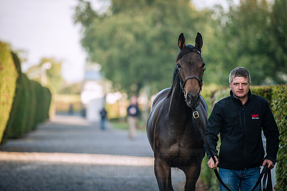 Goffs Orby 2015 -144