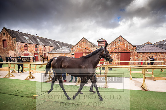 Goffs Yorton Sale 2022-14