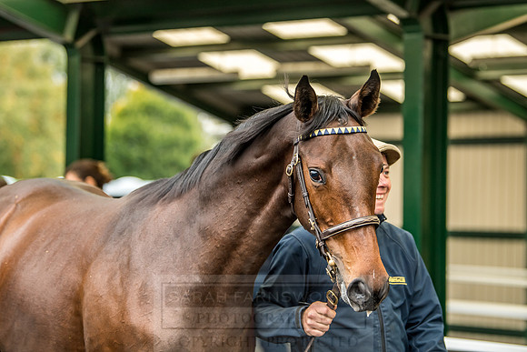 Goffs Orby 2018 Day 2-126
