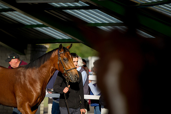 Goffs Orby14 CF7 522