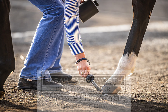 Goffs UK PY24-256