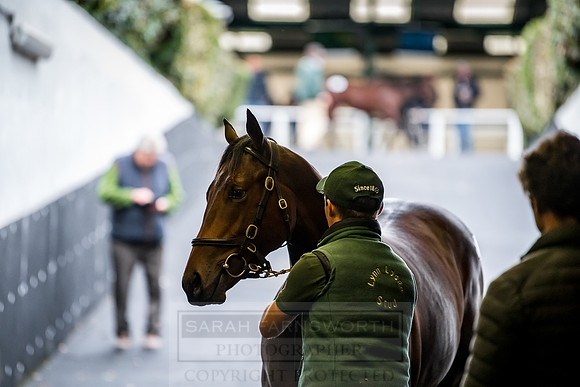 Goffs Orby 2018 Day 1-265
