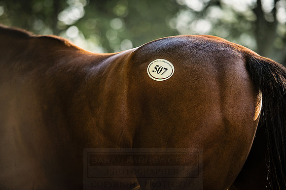 Goffs Orby 2015 -482