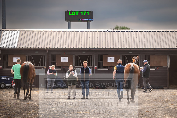 Goffs UK Spring Sale 2024-162