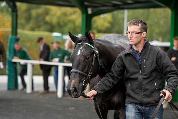 Goffs Orby14 CF5 045