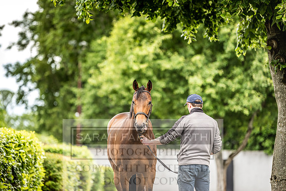 Goffs Land Rover Sale 2022-399