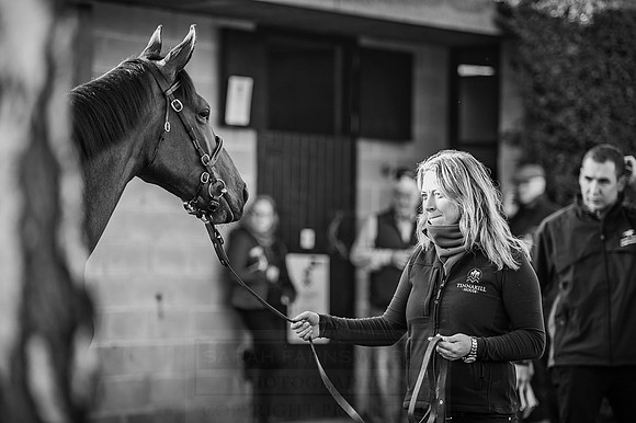 Goffs Orby 2015 -488 bw