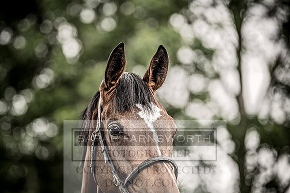 Goffs Land Rover Sale 2022-540