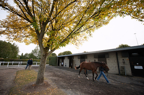 Goffs Orby14 CF4 135