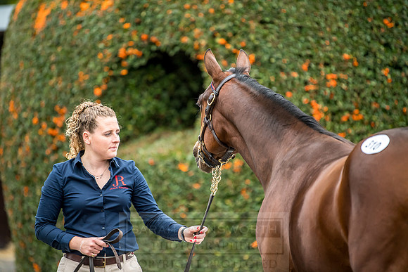 Goffs Orby 2018 Day 2-137