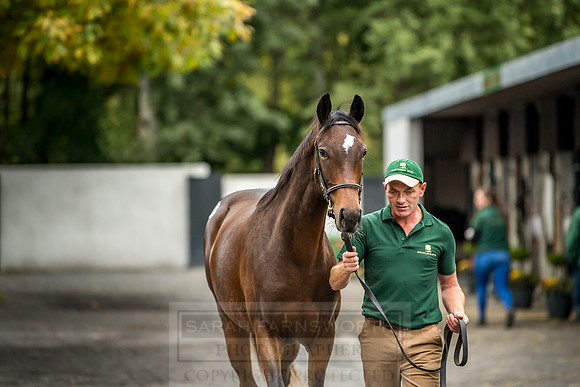 Goffs Orby 2018 Day 2-192