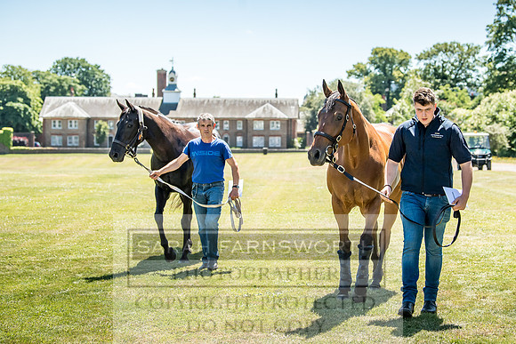 Goffs London Sale 2018-10