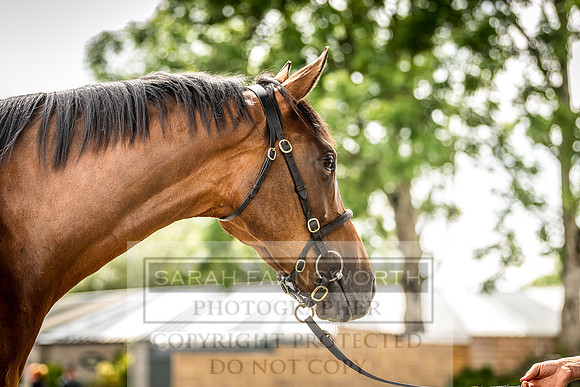 Goffs Land Rover Sale 2022-378