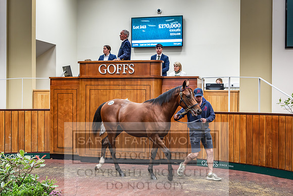 Goffs UK PY24-237