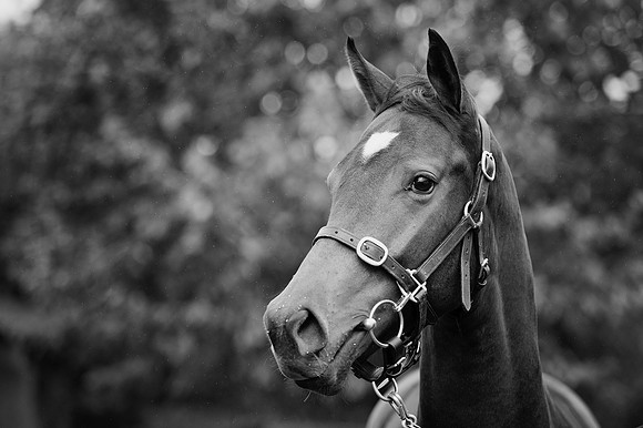 Goffs Orby14 CF7 163 bw