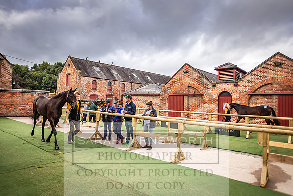 Goffs Yorton Sale 2022-20