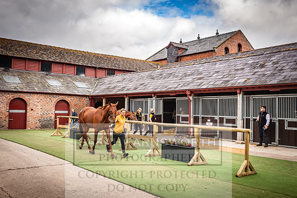 Goffs Yorton Sale 2022-61