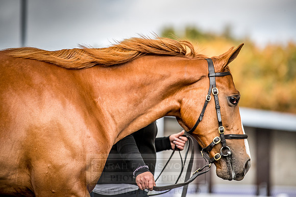 Goffs Orby 2018 Day 1-387