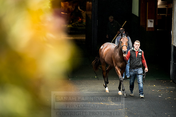 Goffs Orby 2018 Day 1-174