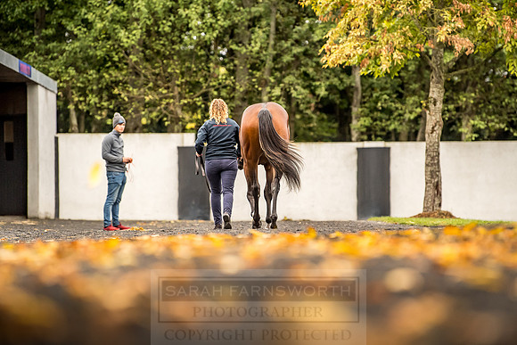 Goffs Orby 2018 Day 1-117