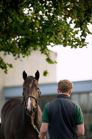 Goffs Orby14 CF1 628