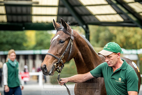 Goffs Orby 2018 Day 2-146