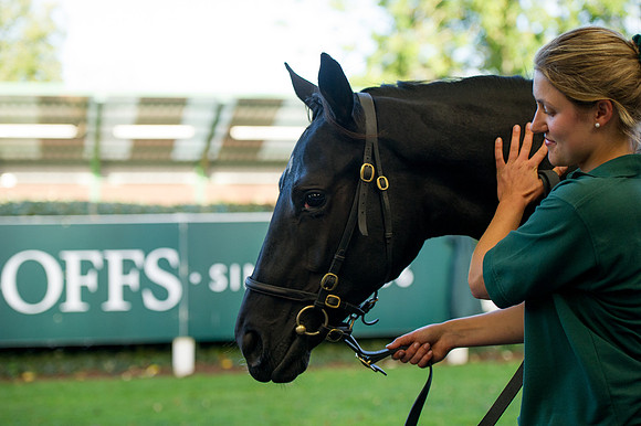 Goffs Orby14 CF7 517