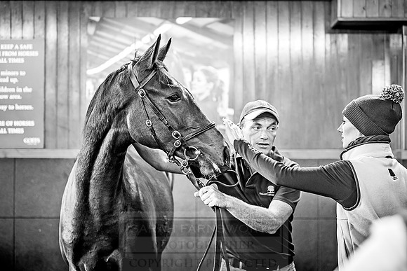 Goffs Orby 2018 Day 2-150