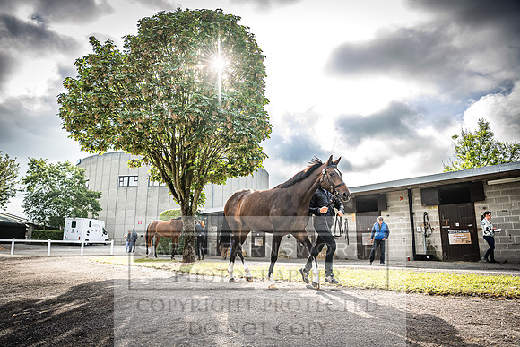 Goffs Land Rover Sale 2022-86