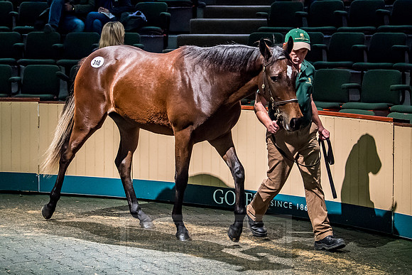 Goffs Orby 2018 Day 2-167