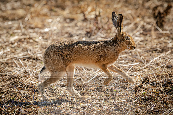 Running Hare-4